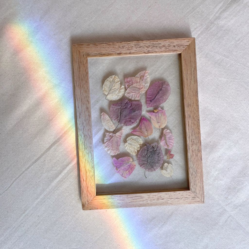 Herbarios de flores prensadas en cuadros entre vidrios con flores naturales, versión en tonos rosados.