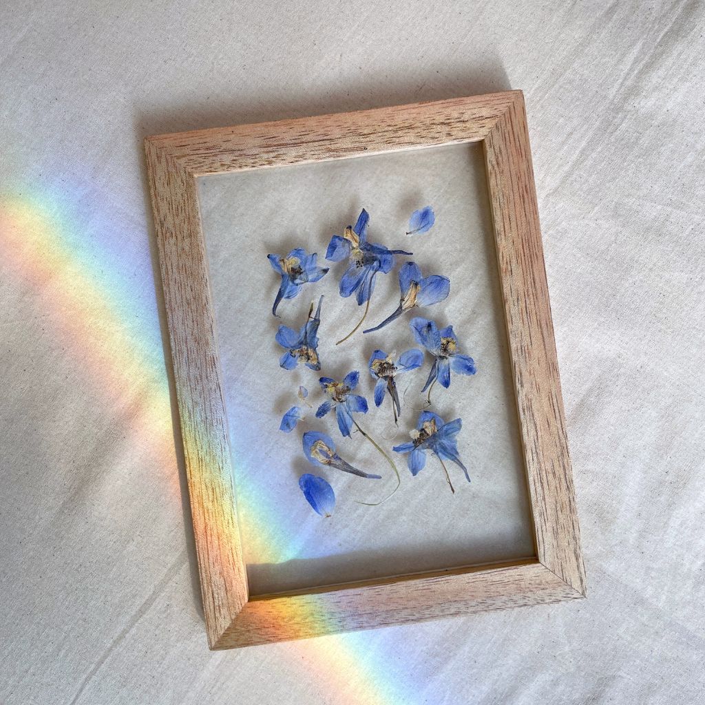 Herbarios de flores prensadas en cuadros entre vidrios con flores naturales, versión en tonos azulados.