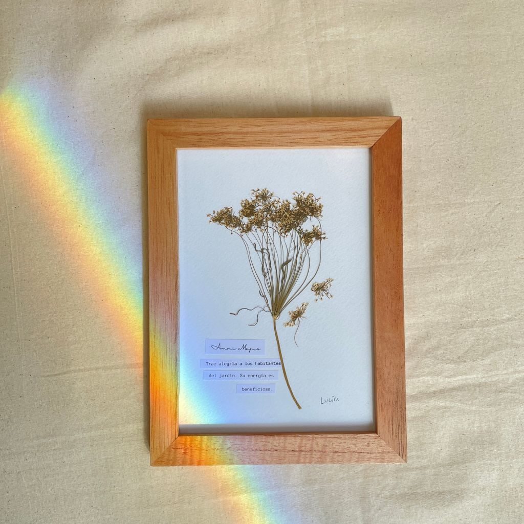 Cuadro de flores botánicos, al estilo herbario, con flores prensadas colombianas y el significado de la flor ammi majus.