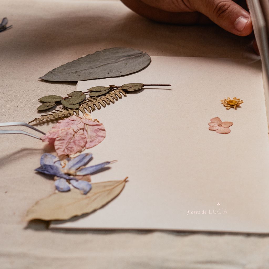 Kit de flores prensadas para manualidades, decorar albumes y cuadernos.